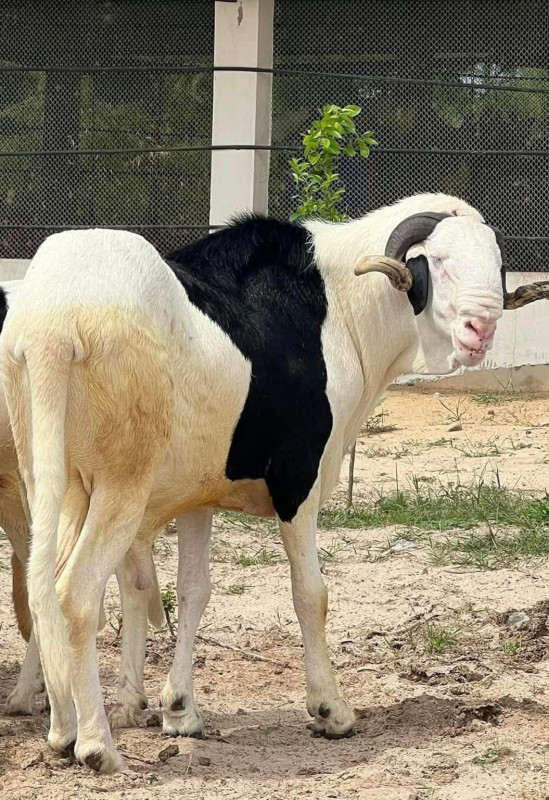 ZERBO