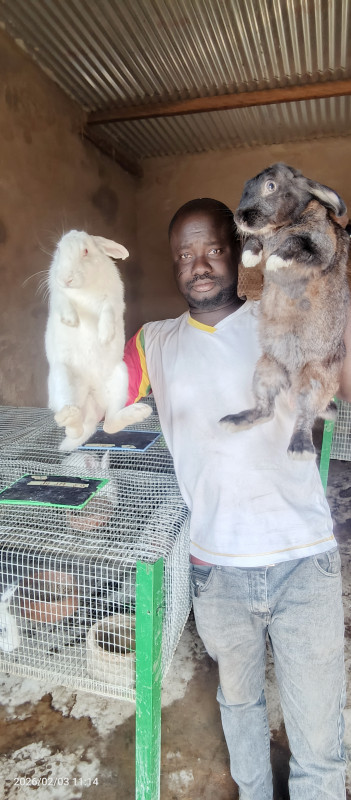 BABAYARO SERVICES Ferme Wend Mitiri Élevage